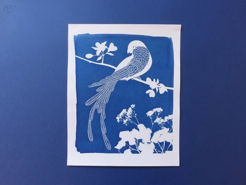 20 1 heloise bossard cyanotype non encadre numerote perroqueteuros